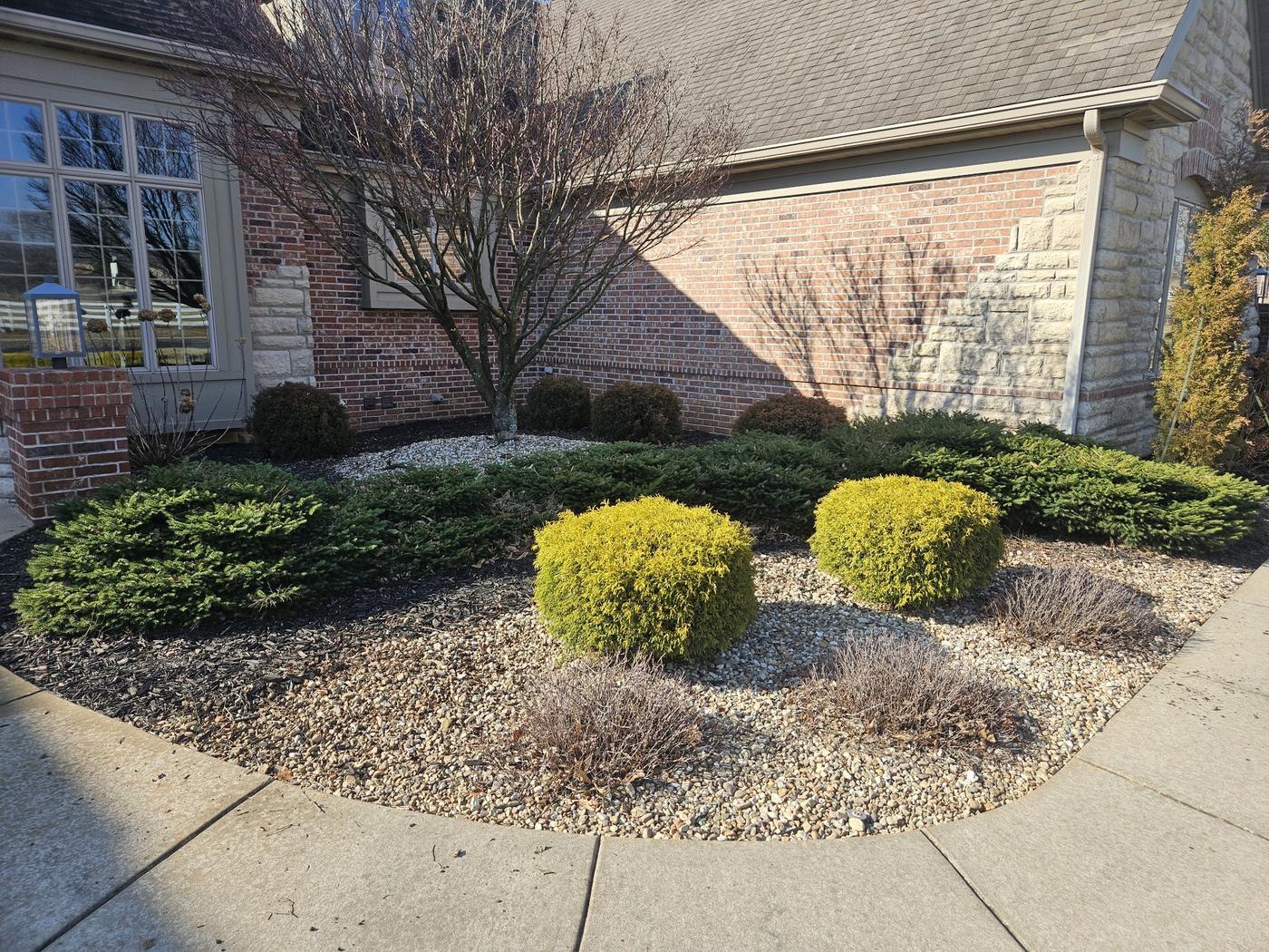 A tidy front foundation bed with gravel, mulch, clipped junipers and gold thuja against a brick and stone house